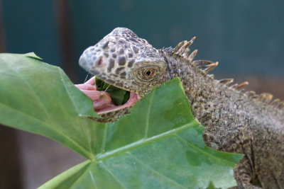 Gren Iguana, female