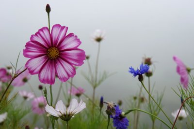 格桑花