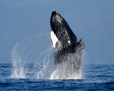 Humpback Whales, Maui, March 2019