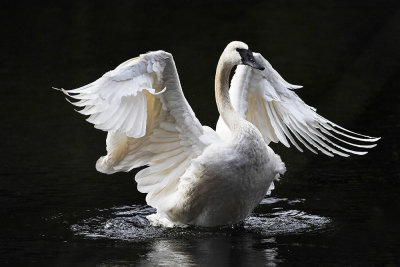 Trumpeter Swan_6311b_72pi.jpg