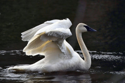 Trumpeter Swan_6293_72pi.jpg