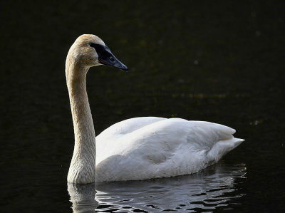 Trumpeter Swan_6548_72pi.jpg