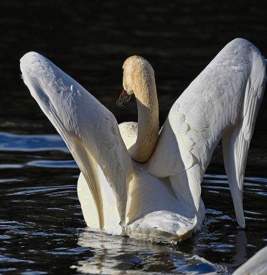 Trumpeter Swan_6577b_72pi.jpg