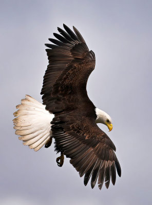 Eagle_0050_nr_s_72pi.jpg