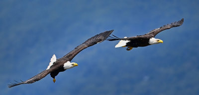 Eagle_1299_01b_72pi.jpg