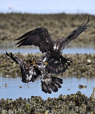 Eagle_2080ns_72pi.jpg
