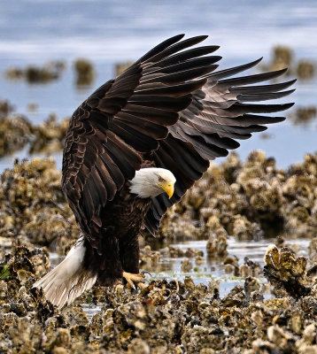 Eagle_2187ns_72pi.jpg