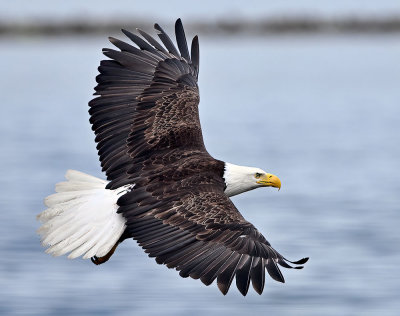 Eagle_2427ns_72pi.jpg