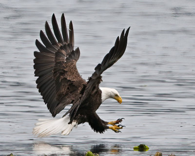 Eagle_2746nr_72pi.jpg