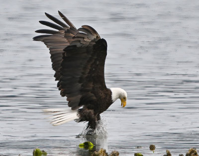 Eagle_2748ns_72pi.jpg