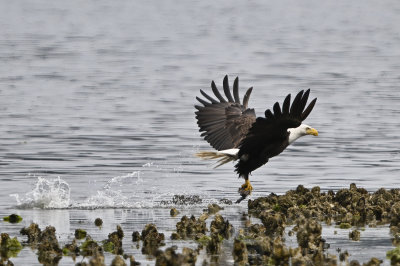 Eagle_2755ns_72pi.jpg