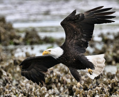 Eagle_7631nrs_72pi.jpg