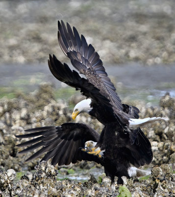 Eagle_7798ns_72pi.jpg