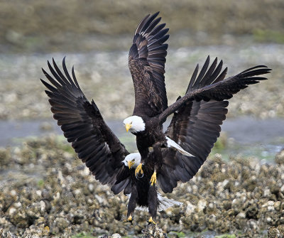 Eagle_7813ns_72pi.jpg