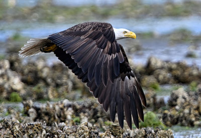 Eagle_7867nrs_72pi.jpg