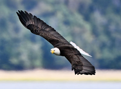 Eagle_8826nrs_72pi.jpg