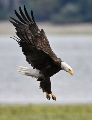 Eagle_9249nrs_72pi.jpg