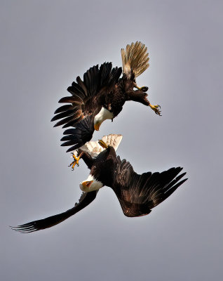 Eagle_9555nrs_72pi.jpg