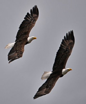 Eagle_9612nrs_72pi.jpg