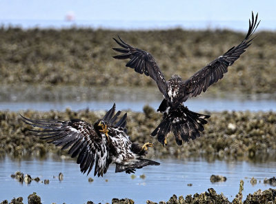 Eagles_2081ns_72pi.jpg