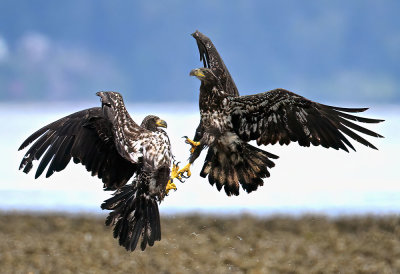Eagles_2098ns_72pi.jpg