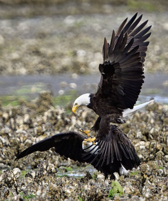 Eagles_7797ns_72pi.jpg