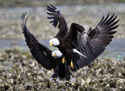 Eagles_7812nrs_72pi.jpg