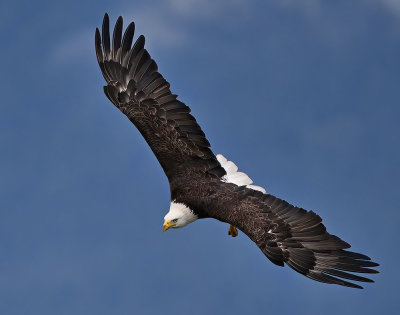 Eagles_9052nrs_72pi.jpg