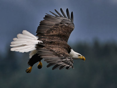 Eagles_9276nrs_72pi.jpg
