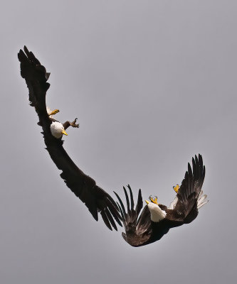 Eagles_9548nrs_72pi.jpg