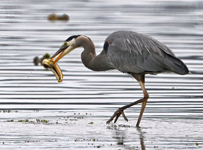 Heron_1928ns_72pi.jpg
