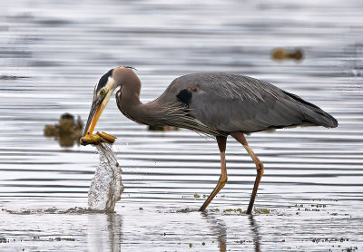 Heron_1932ns_72pi.jpg