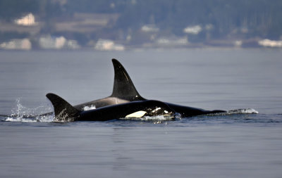 Orca_9669_1000p.jpg