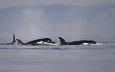 Orca_9891_1000p.jpg