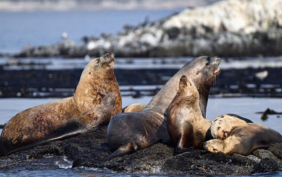 Sea_Lion_0544_1000p.jpg