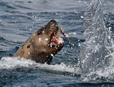 Sea_Lion_2761_1000p.jpg