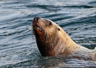 Sea_Lion_2894_1000p.jpg