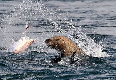 Sea_Lion_GPO_2826_1000p.jpg