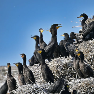 Cormorant_9813_1000p.jpg