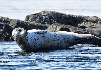 Harbor_Seal_2155_1000p.jpg