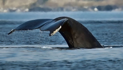 Humpback_1037_1000p.jpg