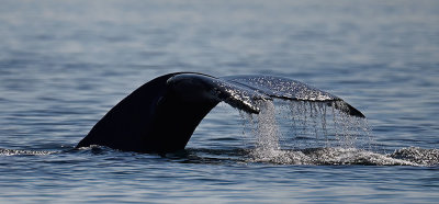 Humpback_Two_Spot_0418s_1000p.jpg