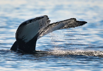 Humpback_Two_Spot_0428_1000p.jpg