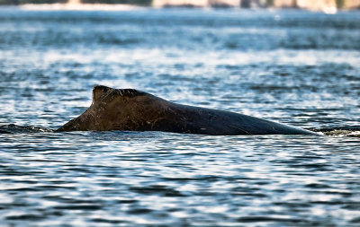 Humpback_TwoSpot_0846_1000p.jpg