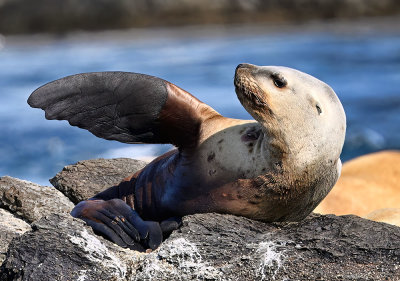 Sea_Lion_1861_1000p.jpg