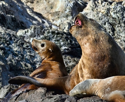 Sea_Lions_1823_1000p.jpg