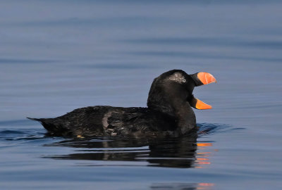 Tufted_Puffin_1525b_1000.jpg