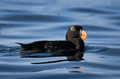 Tufted_Puffin_1636_1000p.jpg