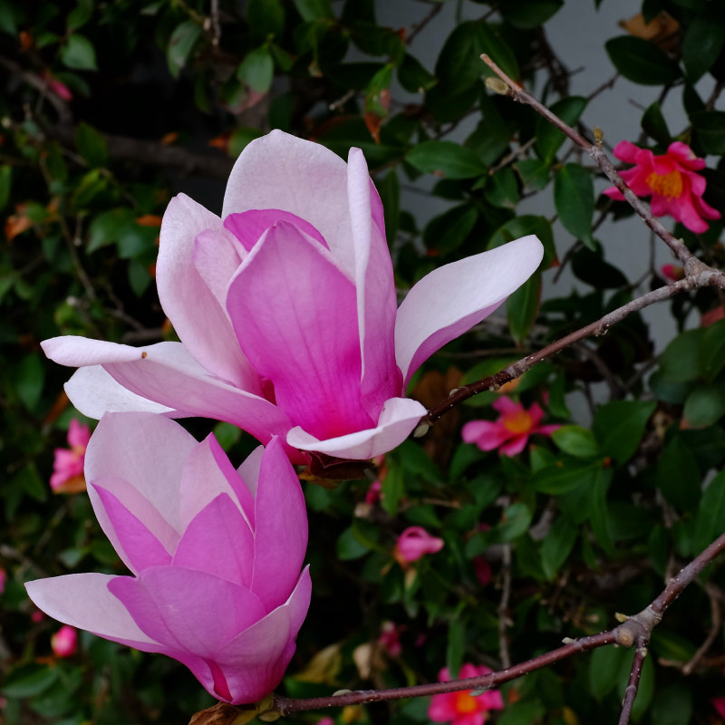 Saucer Magnolias