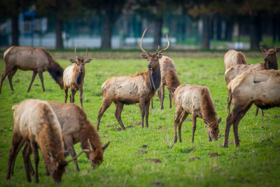 Elk herd, Snoqualmie, WA